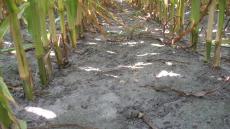 Saubere Maisbestände dank 2,0 l/ha Spectrum Gold + Partnerherbizid