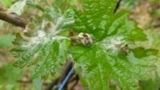 Oidium - Zeigertrieb