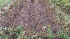 Starkbefall mit Alternaria führt zu empfindlichen Ertrags- (dt/ha) und Qualitätsverlusten (% Stärke)