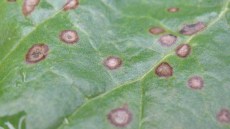  Diadem bekämpft Cercospora-Blattflecken sehr wirkungsvoll.