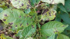 Typische Symptome von Alternaria-Dürrflecken an Kartoffeln