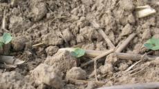 Unkrautfreie Rapsflächen durch Einsatz von Butisan Gold im frühen Nachauflauf...