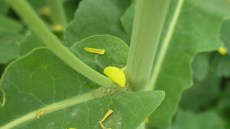 Dort finden Sklerotinia-Infektionen statt - und Cantus Ultra schützt!