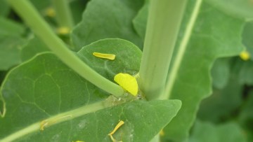 Dort finden Sklerotinia-Infektionen statt - und Cantus Ultra schützt!