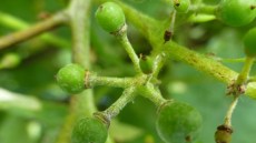 Oidium - Befall am Beerenstielchen