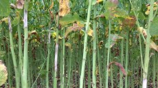 Sclerotinia