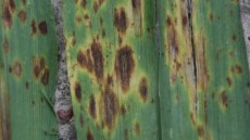 Ramularia