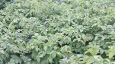mit Divexo® im Spritzsystem behandelte Variante, Frühjahr 2025, Grundoldendorf