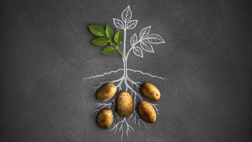 Kartoffelbau Broschüre