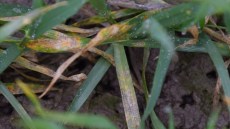 Septoria