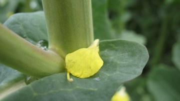Optimaler Termin: Vollblüte