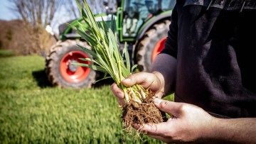 Getreide: Ramularia in Wintergerste bekämpfen