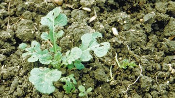 Rucola