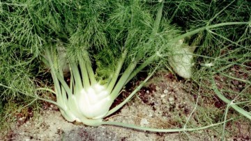 Gewürzfenchel