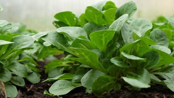 Feldsalat