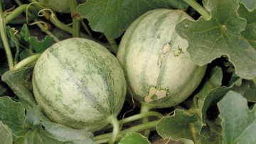 Melone