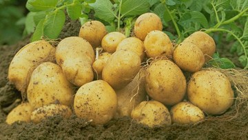 Kartoffel