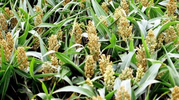 Sorghum-Hirse