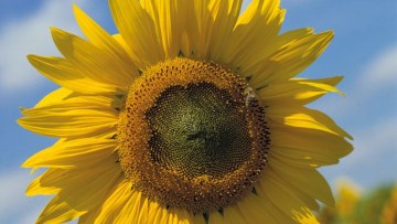 Sonnenblumen