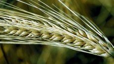 Triticale