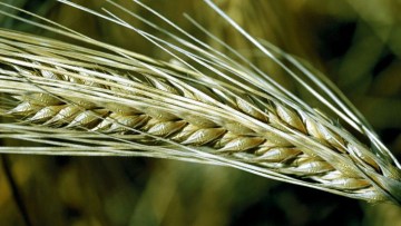 Sommertriticale