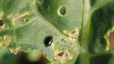 Kohlenblatt mit typischen Löchern und einem schwarzen, kleinen Erdfloh (Psylliodes) als Schädling auf der Blattoberfläche.