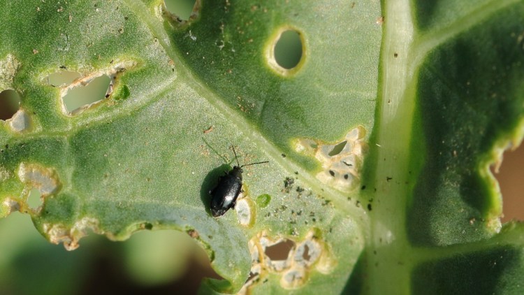 Kohlenblatt mit typischen Löchern und einem schwarzen, kleinen Erdfloh (Psylliodes) als Schädling auf der Blattoberfläche.