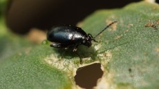Starker Befall durch Erdfloh (Psylliodes), das Tier sitzt am Rand eines durchlöcherten, grünen Blatts.