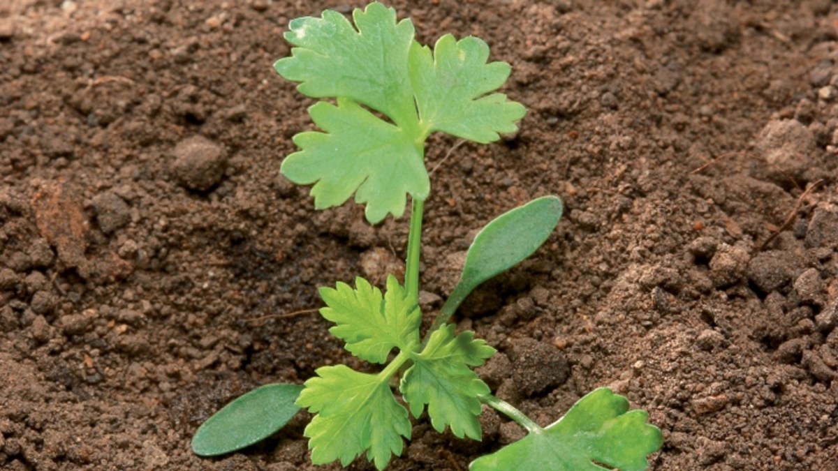 Hundspetersilie - Agricultural Solutions