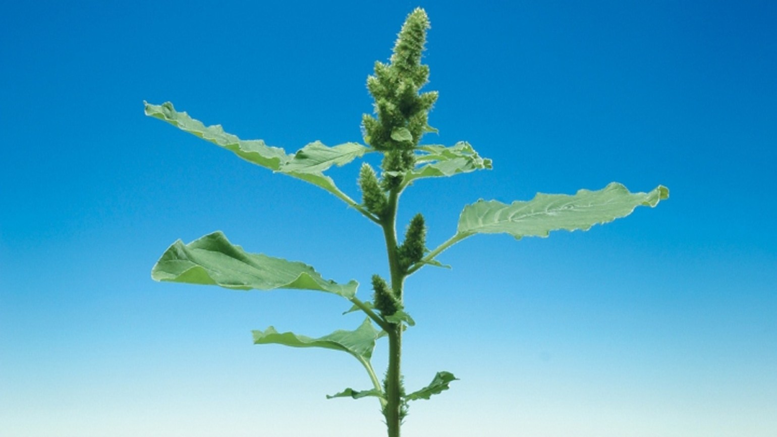 Amarant, Grünlicher Agricultural Solutions