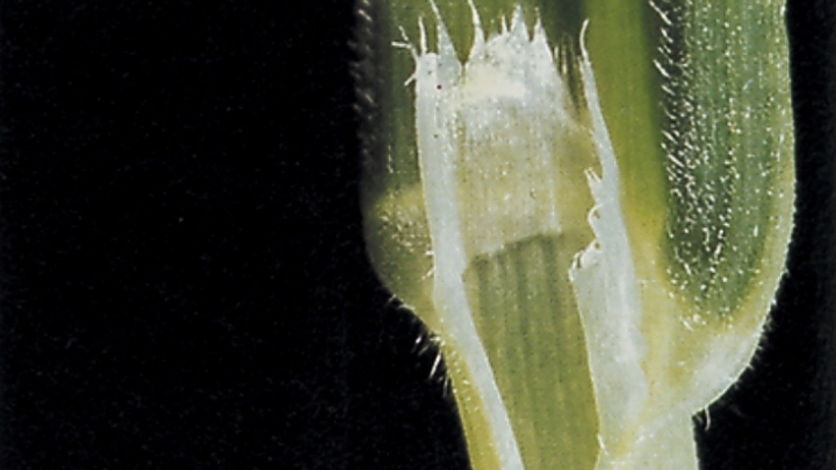 Trespe, Taube Agricultural Solutions