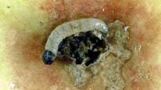 Larve des Apfelwicklers (Cydia pomonella) in einer Fraßhöhle innerhalb eines Apfels.