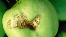 Apfel mit deutlichen Fraßspuren durch Apfelwicklerlarven an der Schale.