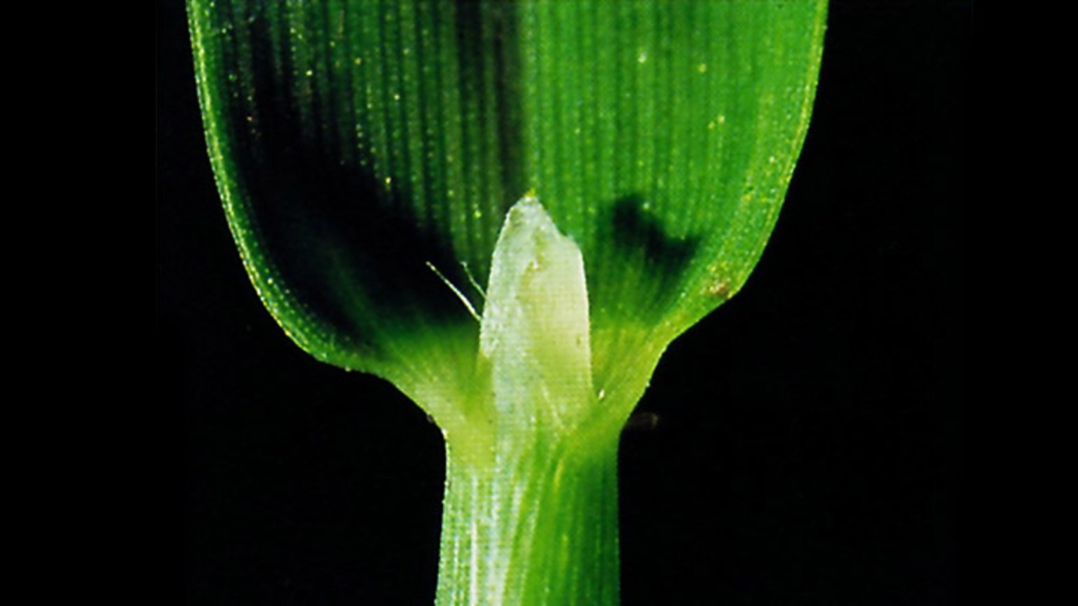 Fingerhirse, Faden- - Agricultural Solutions