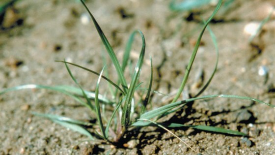 Weidelgras, Welsches - Agricultural Solutions