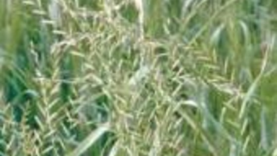 Weidelgras - Agricultural Solutions