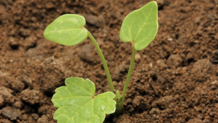 Keimling der Weg-Malve (Malva neglecta) mit zwei Keimblättern und beginnenden ersten Laubblättern.