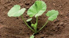 Junge Pflanze von Malva neglecta mit rundlichen, gelappten Laubblättern auf lockerem Boden.