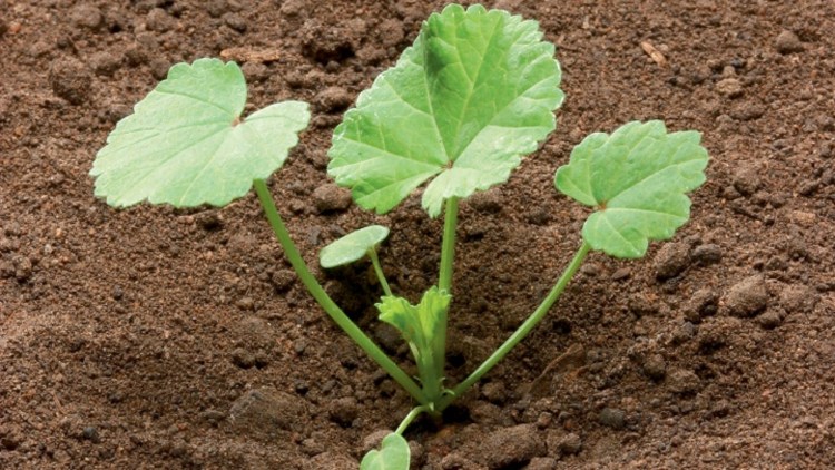 Junge Pflanze von Malva neglecta mit rundlichen, gelappten Laubblättern auf lockerem Boden.