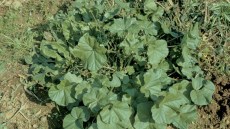 Malva neglecta mit mehreren Blättern in Bodennähe wachsend, deutlich erkennbare Blattadern.