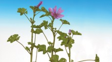Große, bodendeckende Pflanze der Weg-Malve mit breiten, rundlichen Laubblättern.