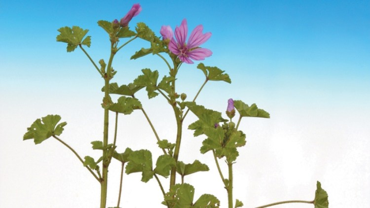 Große, bodendeckende Pflanze der Weg-Malve mit breiten, rundlichen Laubblättern.