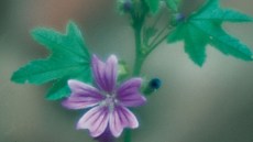 Blühende Malva neglecta mit violetter Blüte und fünf deutlich gezeichneten Kronblättern.