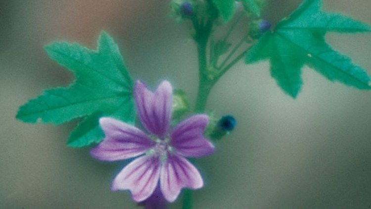 Blühende Malva neglecta mit violetter Blüte und fünf deutlich gezeichneten Kronblättern.