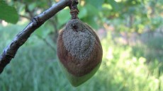 Nahaufnahme einer Frucht mit typischen Monilia-Symptomen und weiß-grauer Pilzstruktur.