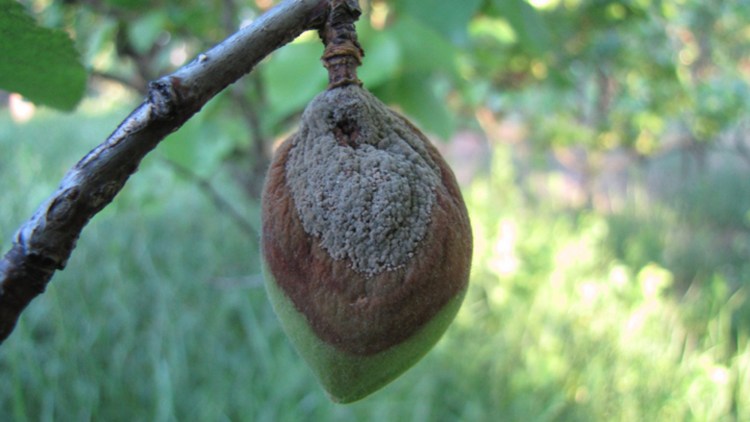 Nahaufnahme einer Frucht mit typischen Monilia-Symptomen und weiß-grauer Pilzstruktur.
