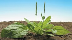 Breitwegerich in voller Blüte mit zwei aufrechten Blütenständen auf nacktem Boden. 