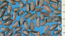 Zahlreiche längliche, schwarzbraune Samen des Breitwegerichs auf blauem Hintergrund.