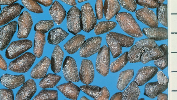 Zahlreiche längliche, schwarzbraune Samen des Breitwegerichs auf blauem Hintergrund.