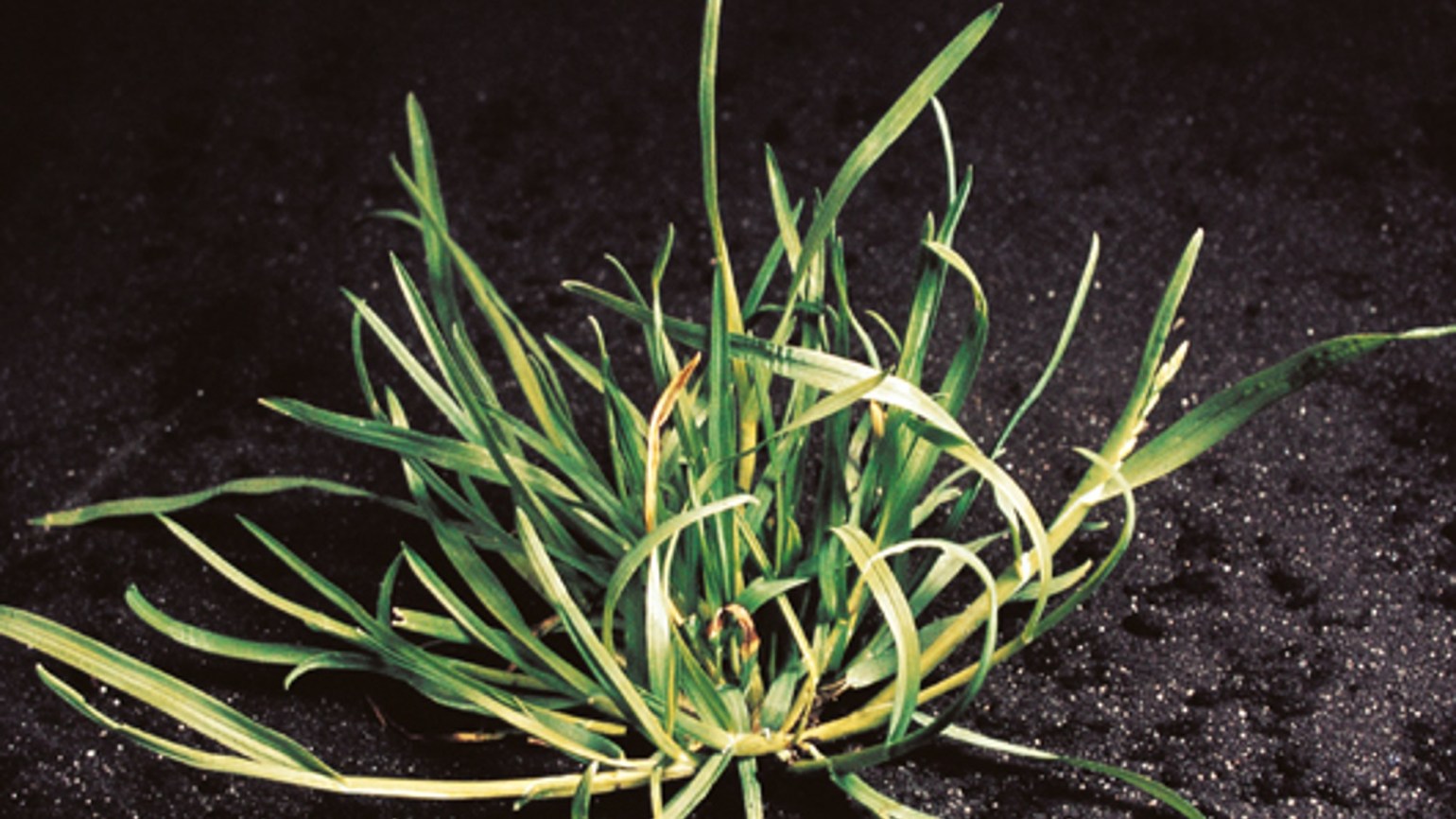 Rispen Agricultural Solutions